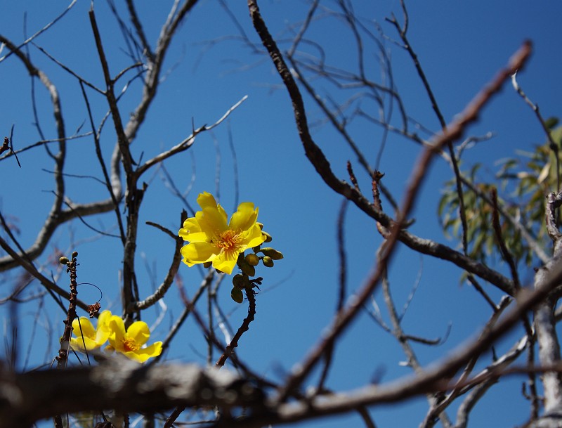 2009-11-06 22-02-39_3.jpg - kahle Bäume, aber mit Blüten!